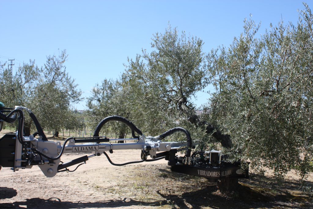 Vibro en olivo